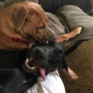 Meet your Posher, Lynnann